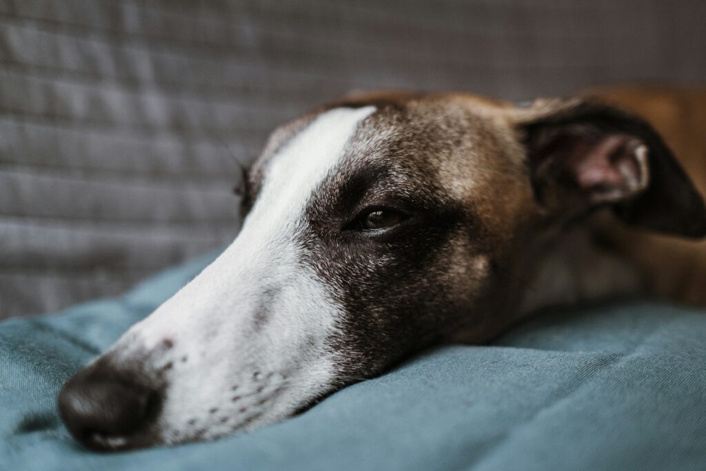 brown and white short coated dog lying on green textile