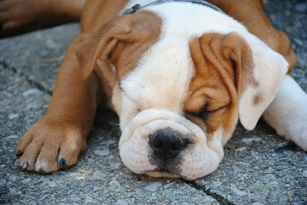 brown and white short coated dog lying on gray concrete floor