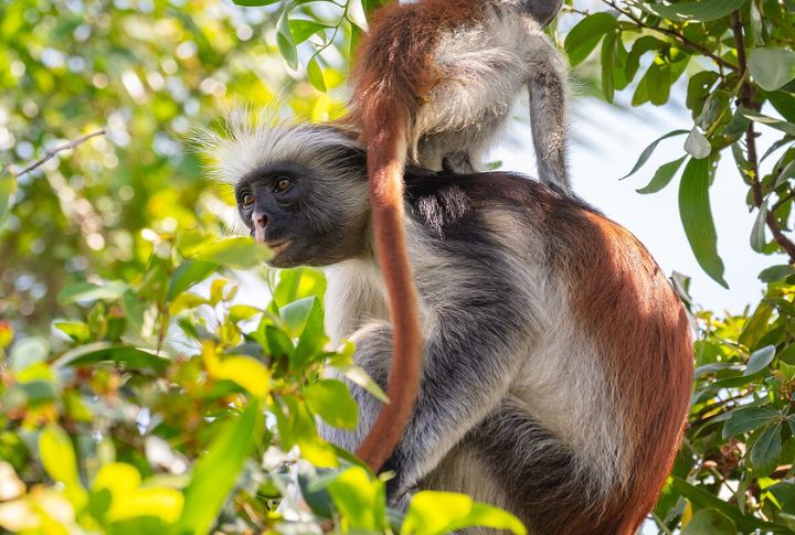 10 Remarkable Animals You Won't Find Anywhere But Africa