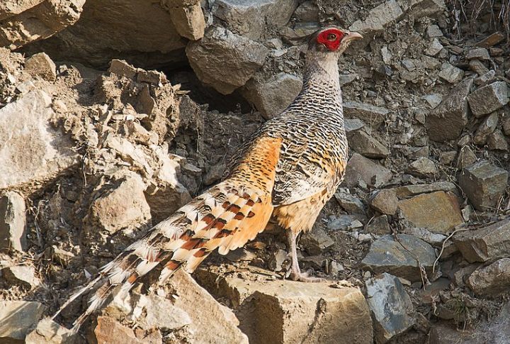 Cheer Pheasant
