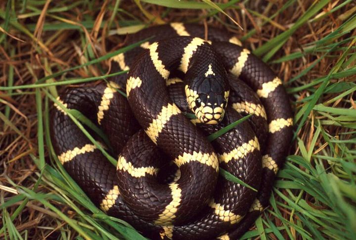 California Kingsnake (Lampropeltis californiae)
