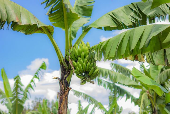 “Bananas Grow On Trees”