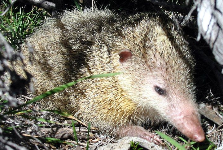 Pygmy Shrew Tenrec
