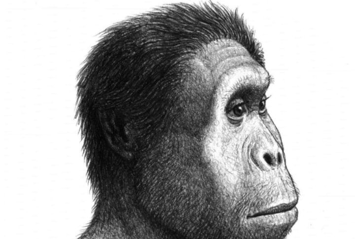 Homo Rudolfensis