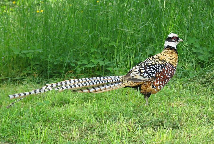 Reeve's Pheasant