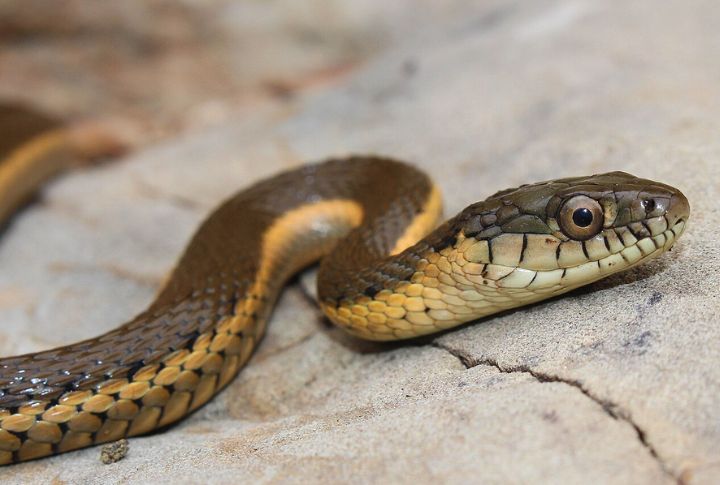 Two-Striped Garter Snake (Thamnophis hammondii)