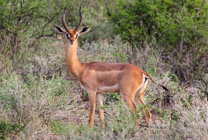 Gerenuk