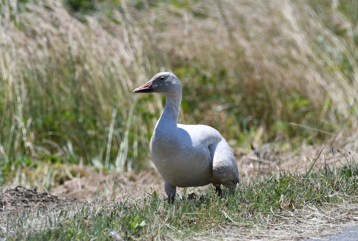 Snow Goose 
