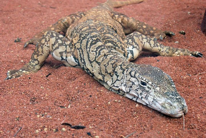 Perentie Lizard