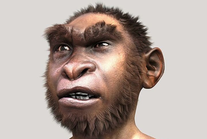 Homo Ergaster