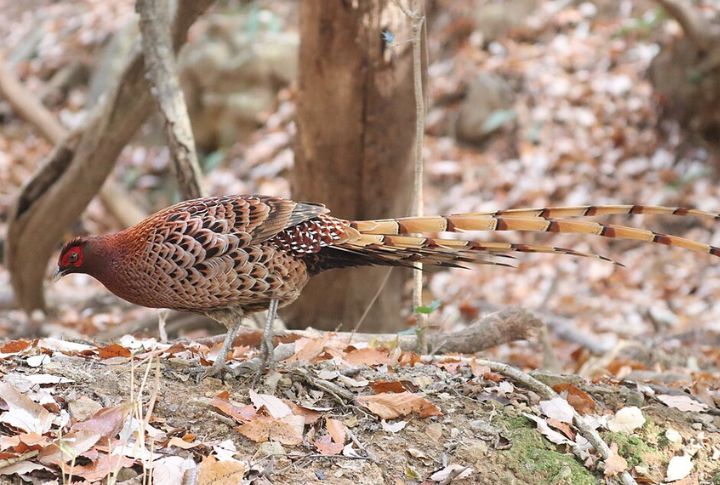 Copper Pheasant