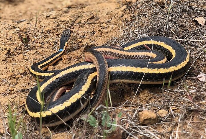 Alameda Striped Racer (Masticophis lateralis euryxanthus)