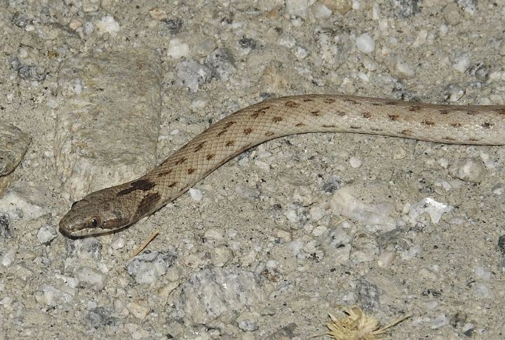 Desert Night Snake (Hypsiglena chlorophaea)