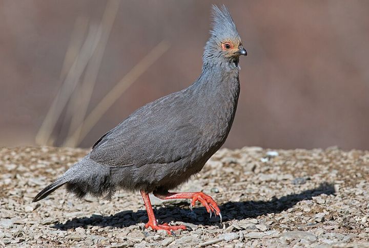 Blood Pheasant