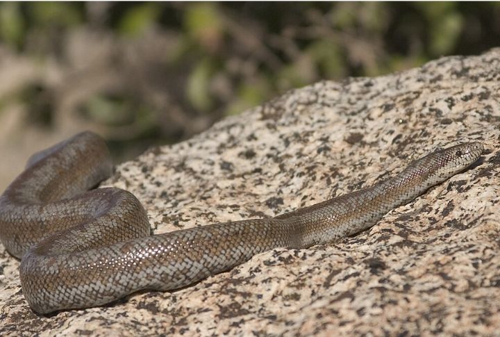 Rosy Boa (Lichanura trivirgata)