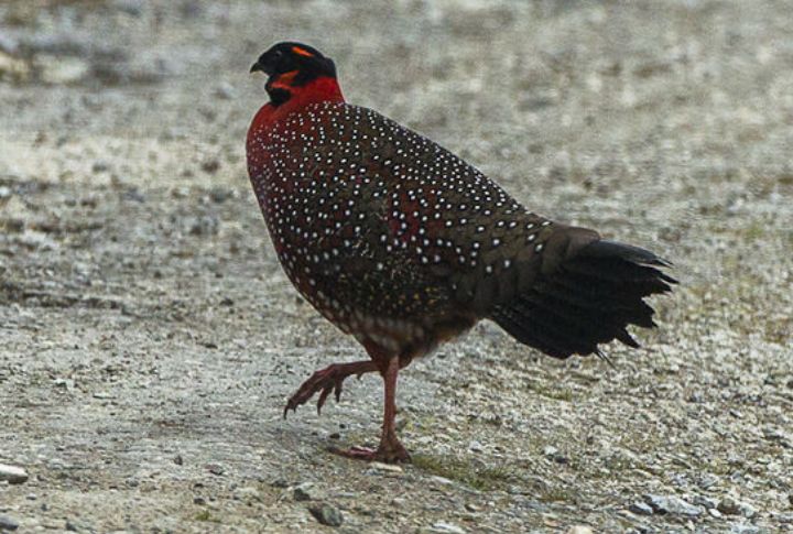 Satyr Tragopan