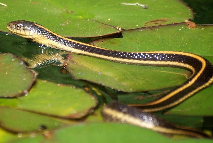 Aquatic Garter Snake (Thamnophis atratus)