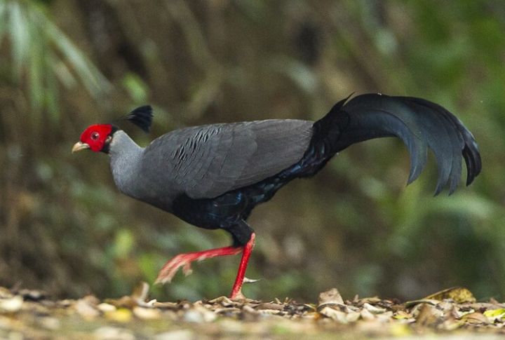 Siamese Fireback