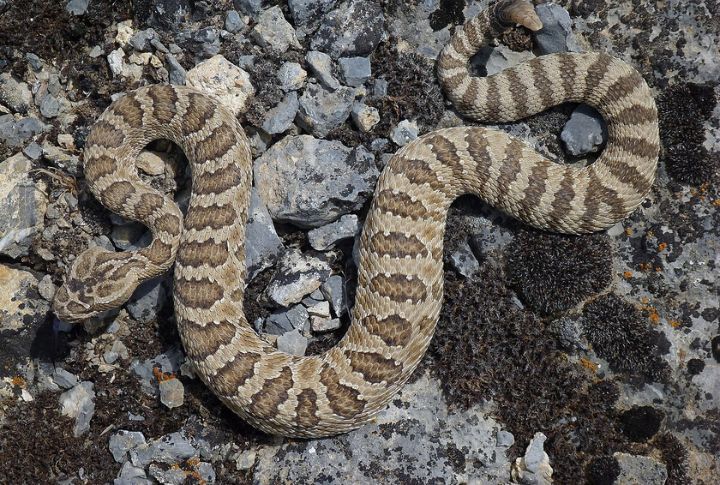 Western Rattlesnake (Crotalus oreganus)