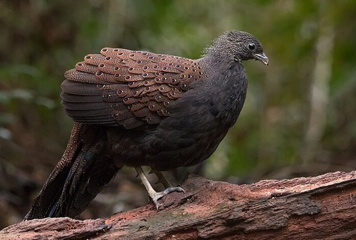 Mountain Peacock-Pheasant