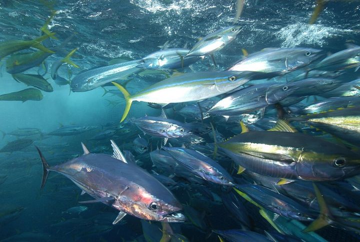 Albacore Tuna
