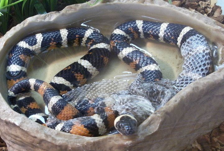 California Mountain Kingsnake (Lampropeltis zonata)