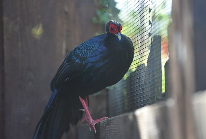 Vietnamese Pheasant