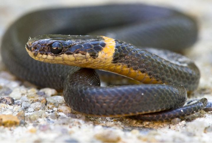 Ring-Necked Snake (Diadophis punctatus)