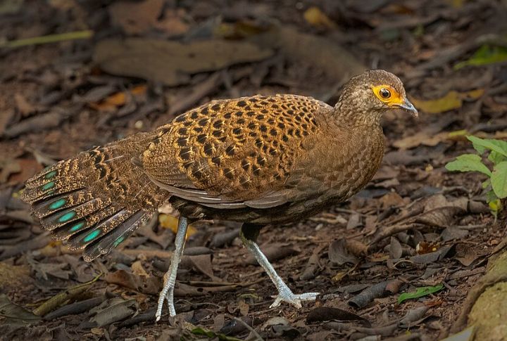 Bornean Peacock-Pheasant