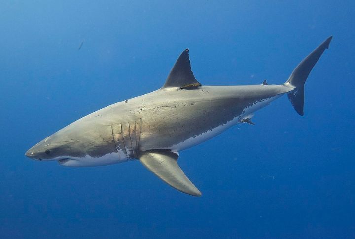 Great White Shark