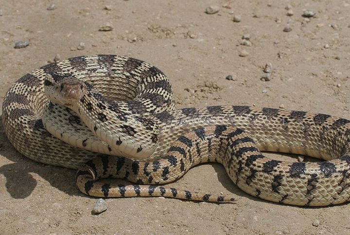 Gopher Snake (Pituophis catenifer)