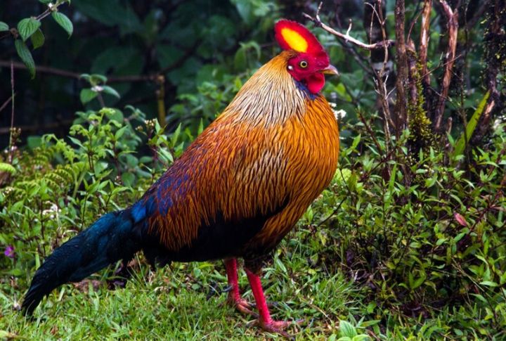 Sri Lankan Junglefowl
