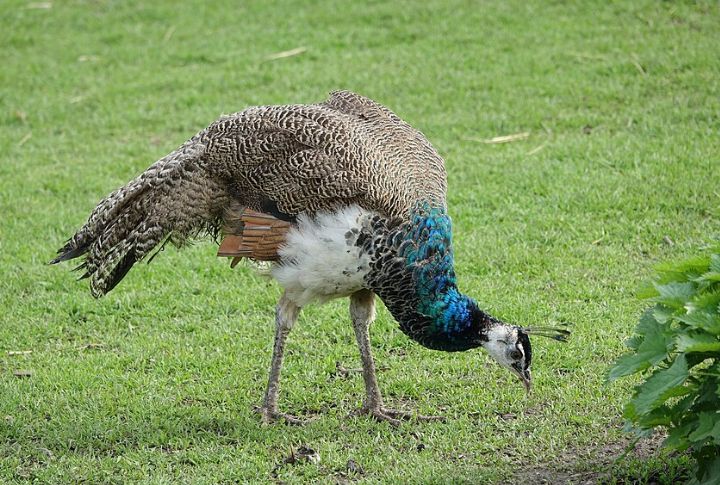 Indian Peafowl