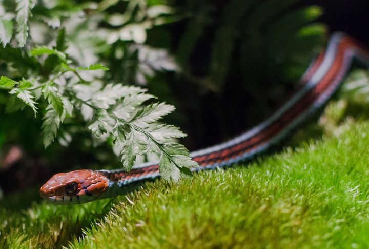San Francisco Garter Snake (Thamnophis sirtalis tetrataenia)