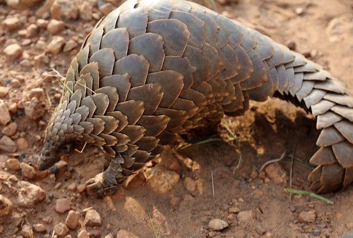 Pangolin (Ground Pangolin)