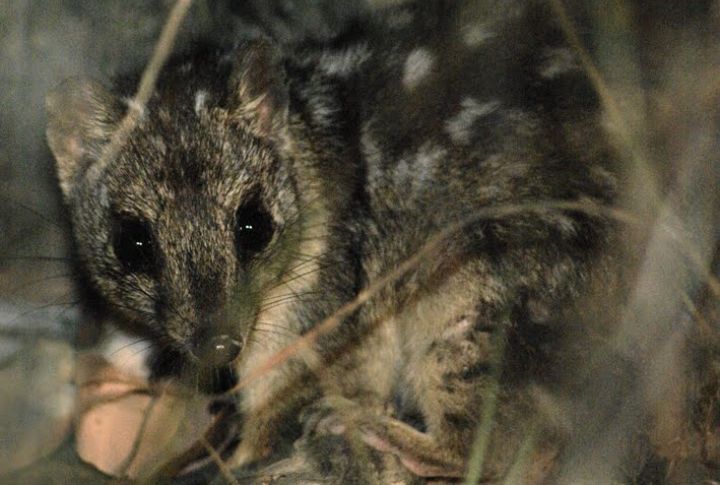 Northern Quoll