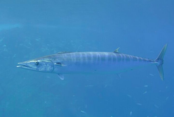 Wahoo