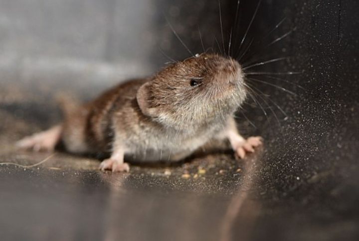 The Etruscan Shrew