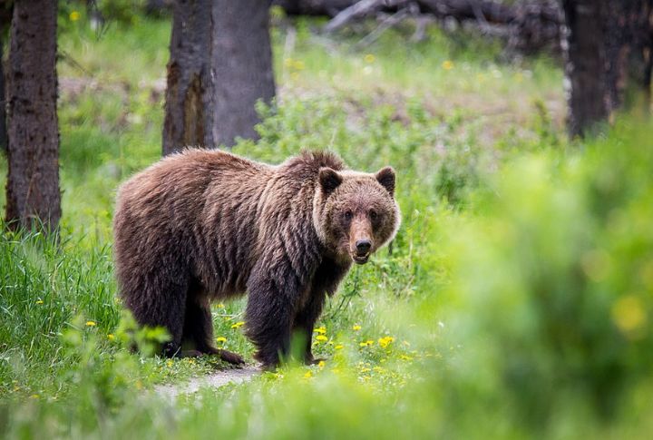 Grizzly Bear (In Lower 48 States)