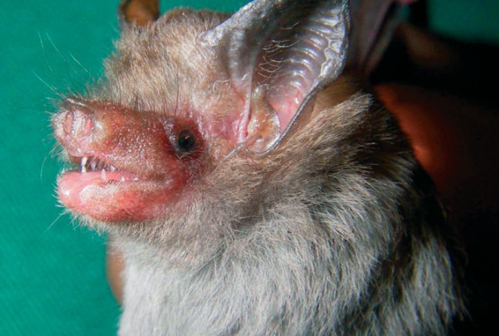 Kitti’s Hog-Nosed Bat