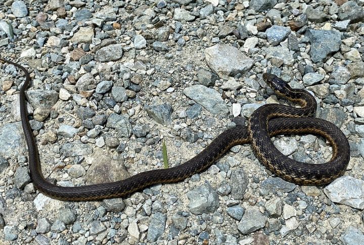 Sierra Garter Snake (Thamnophis couchii)