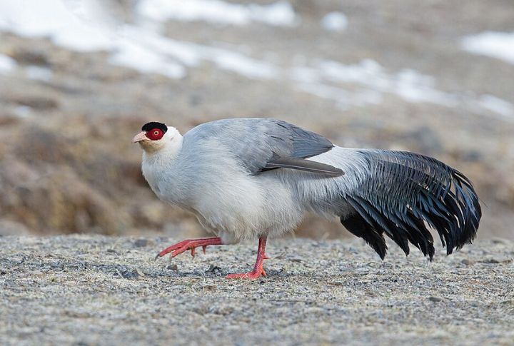 White Eared-Pheasant
