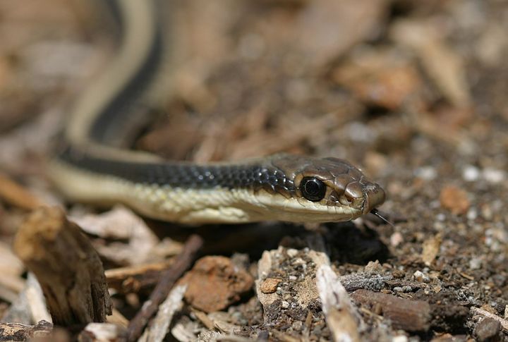 Coast Patch-Nosed Snake (Salvadora hexalepis virgultea)