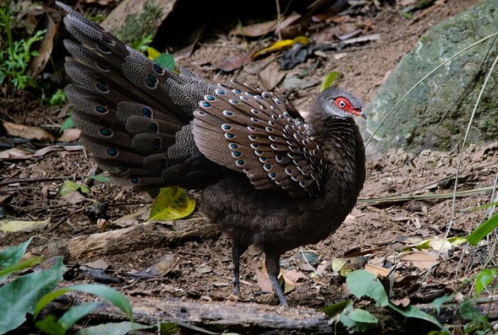 Hainan Peacock-Pheasant