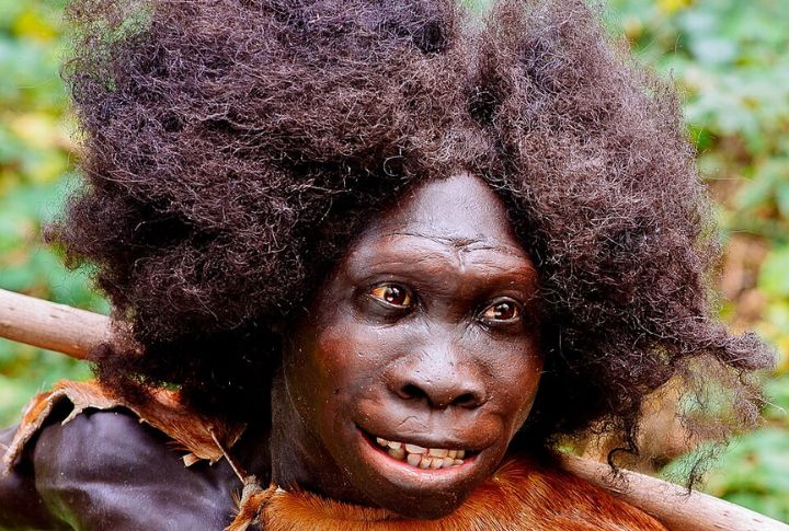 Homo Erectus