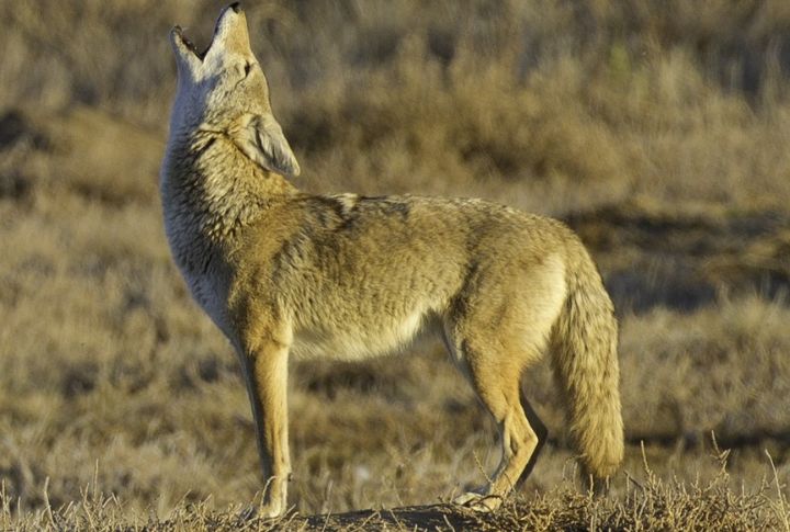 Hybridization With Coyotes