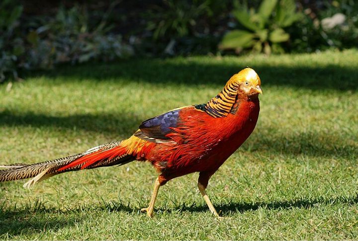 Golden Pheasant