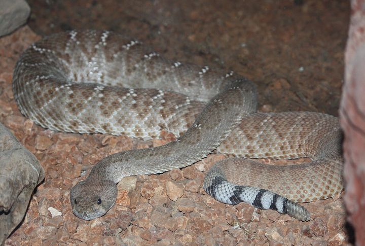 Red Diamond Rattlesnake (Crotalus ruber)