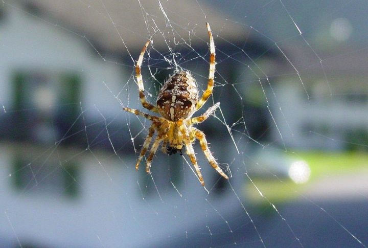 “You Swallow An Average Of Eight Spiders A Year In Your Sleep”