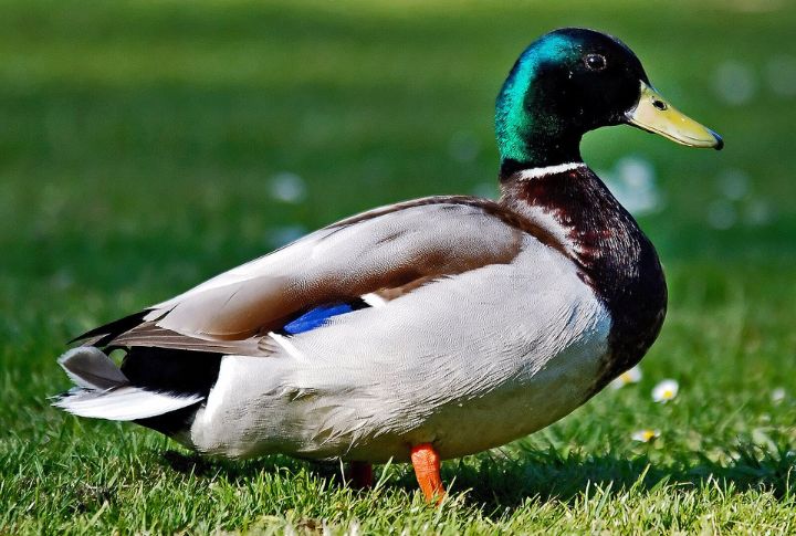 Mallard
